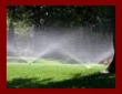 Watering Tips